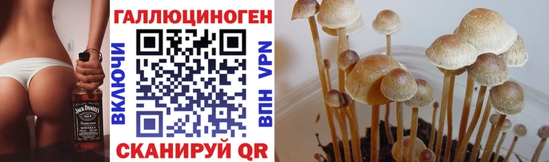 Галлюциногенные грибы Psilocybe  Ейск 